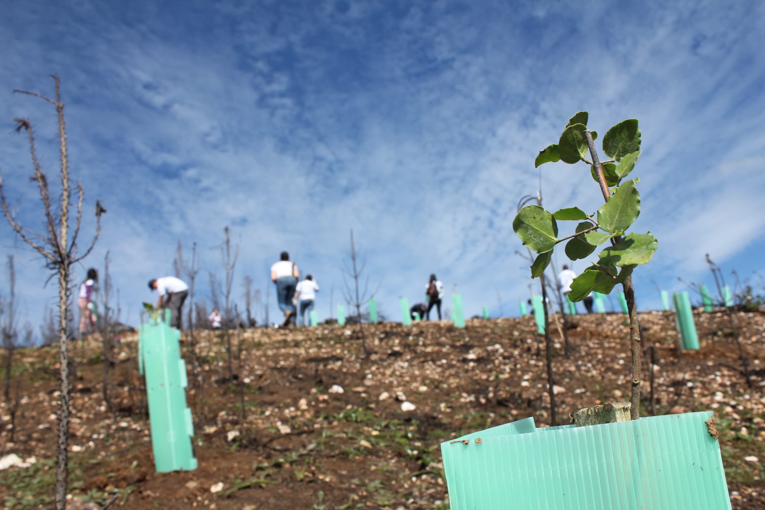 piantando-iniziative-fundacion reforestemos