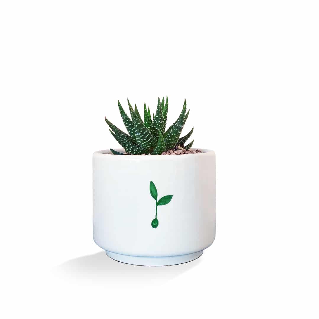 piantando-haworthia