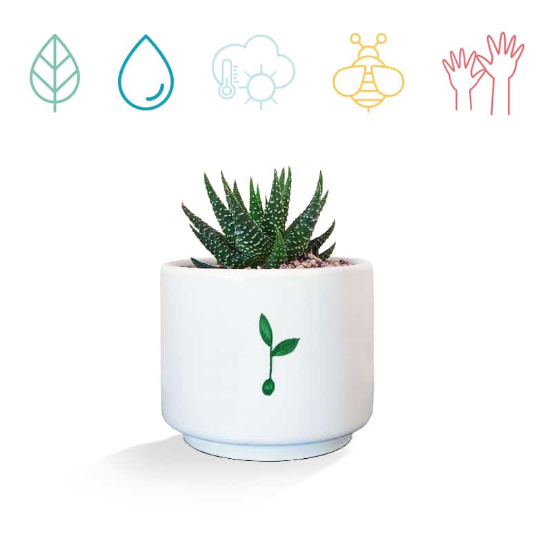 piantando-haworthia