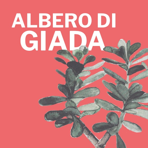 illustrazioni_giada