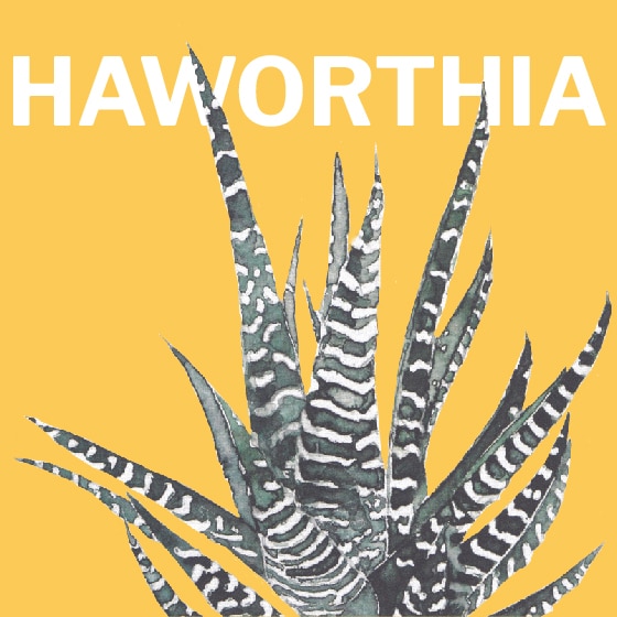 illustrazioni_haworthia