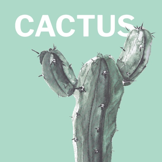 illustrazioni_cactus