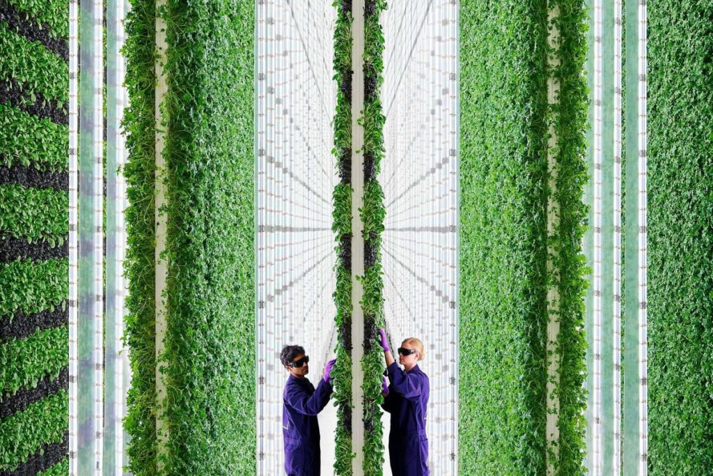 Agricoltura verticale