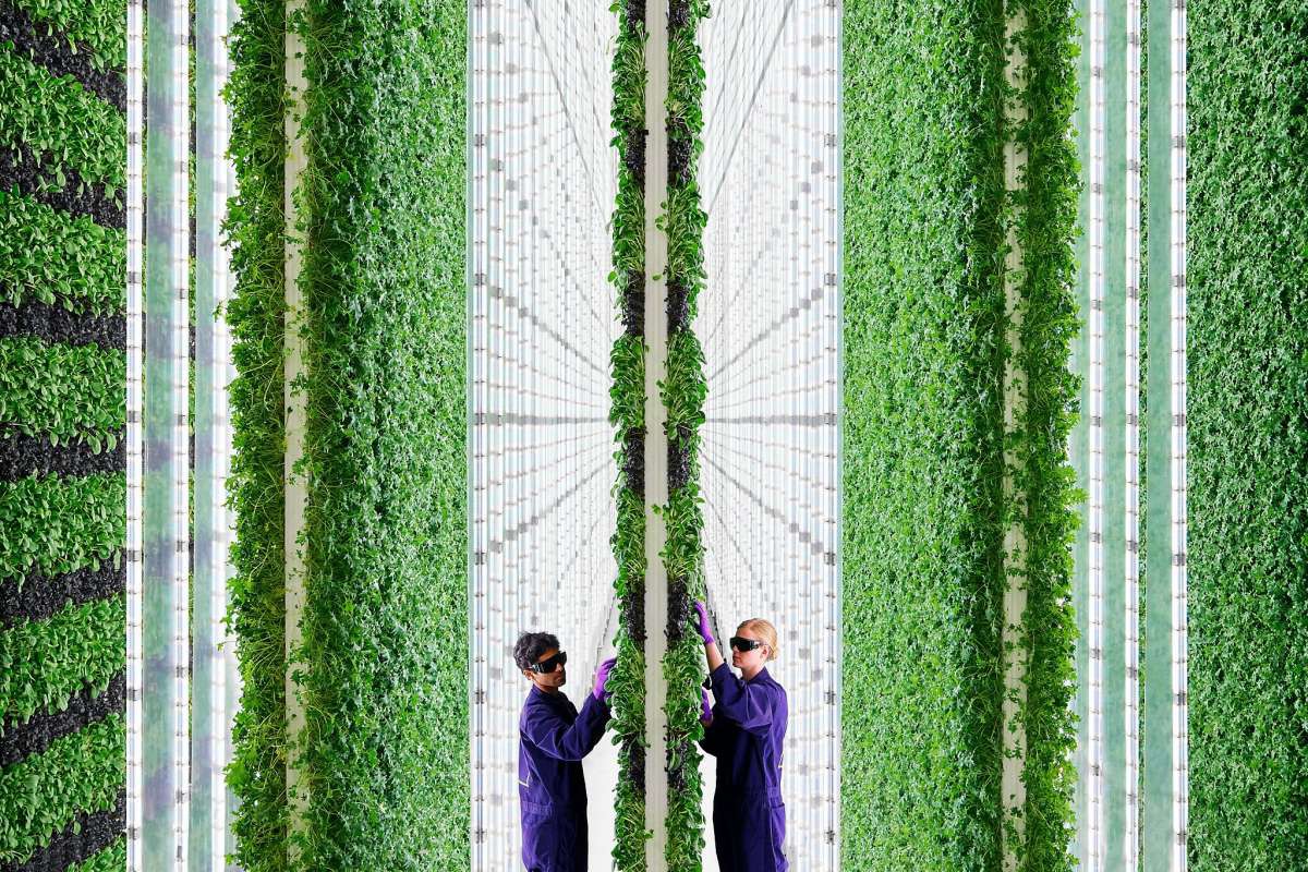 Perché la tecnologia salverà l’agricoltura