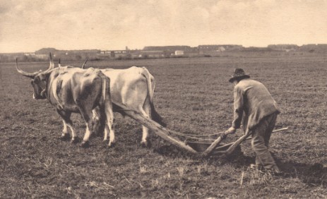 agricoltura 900