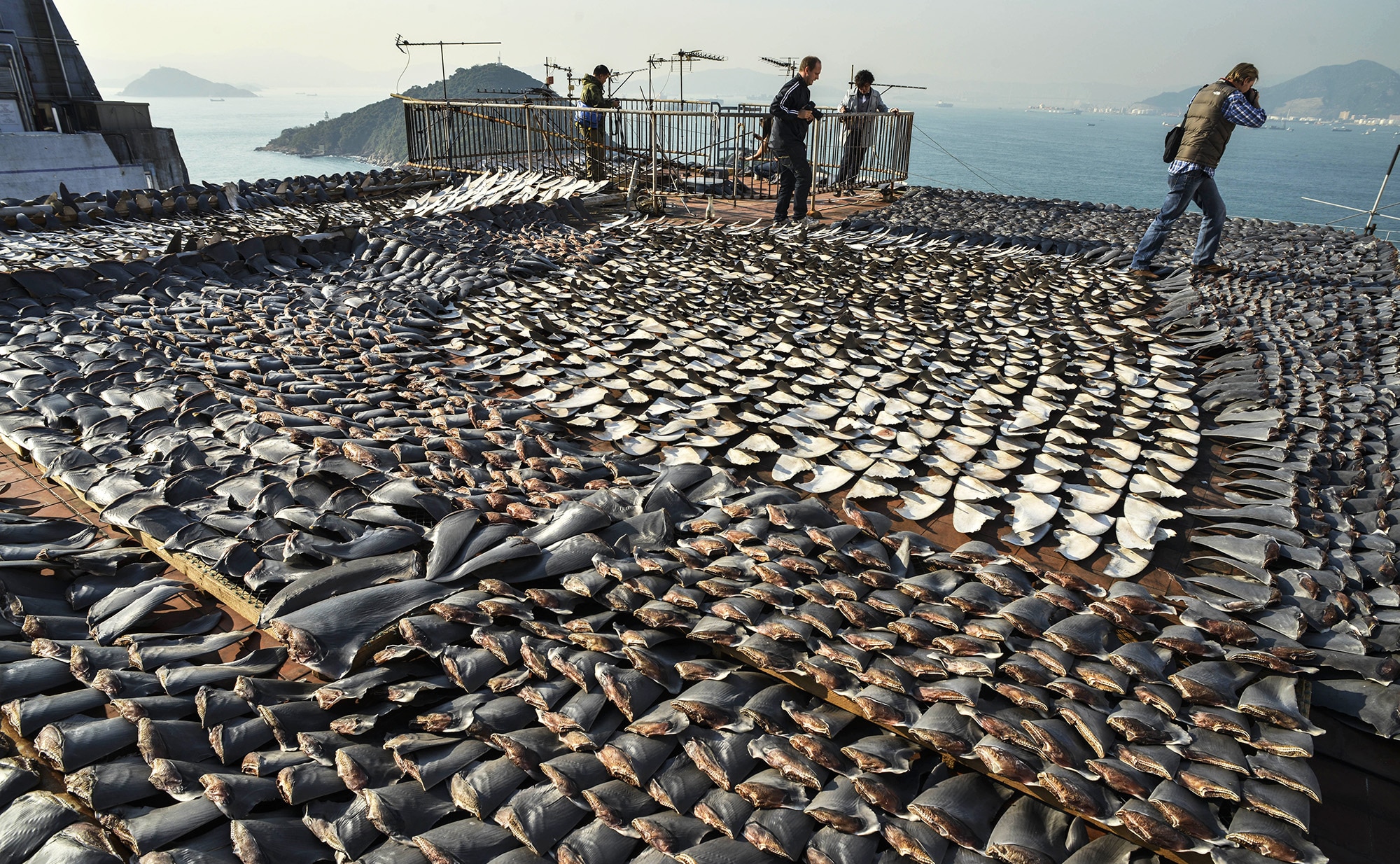 shark-fin-2