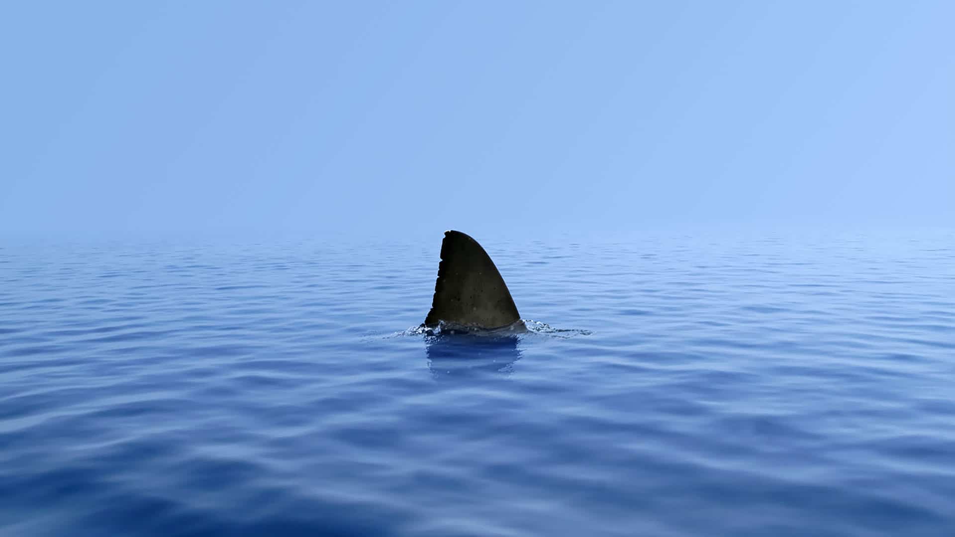 Shark Fin Above Water