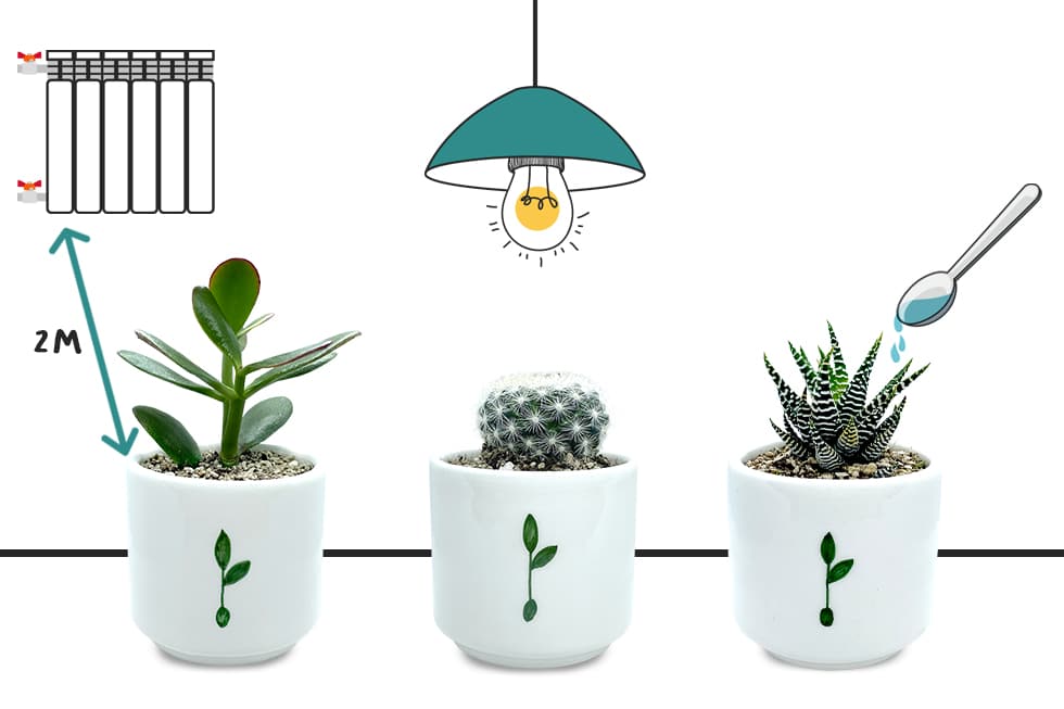plant-care-inverno