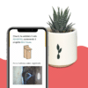 haworthia-birdhouse-2