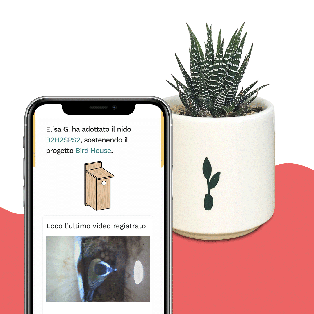 haworthia-birdhouse-2