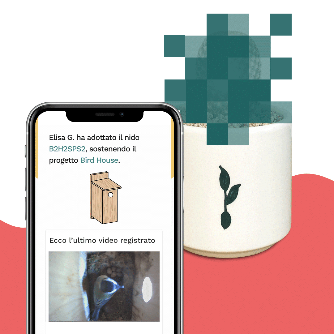 sorpresa-birdhouse-2