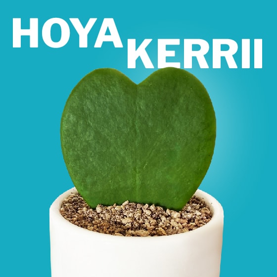 illustrazioni_hoya-kerrii